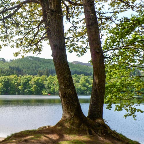 Blick durch eine Baumgruppe auf einen See